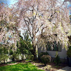 First Open Garden of the Season