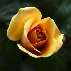 Frances Keller Mills