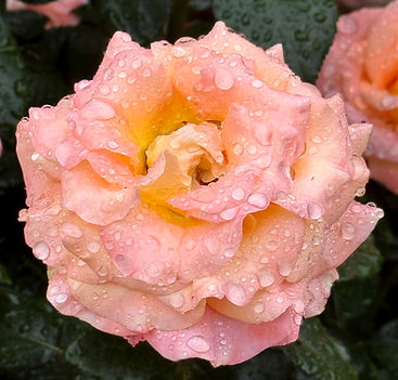 rose-peach.JPG