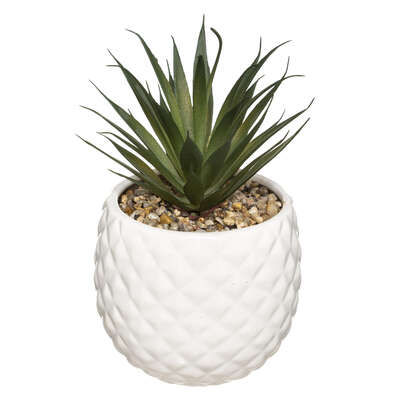 Miniature : Plante pot ananas nani ass h21