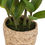 Miniature : Plante zamio pot nat h41