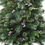 Miniature : Sapin wyoming h180cm