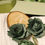 Miniature : 12 Roses Papier Vert Sauge Ø3,5cm sur Tiges