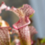 tube de plante carnivore blanc et rose de Sarracenia Hybride Leah Wilkerson white knight et appalachicola