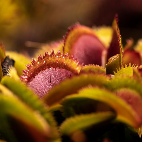 Dionaea UK Sawtooth dionée muscipula venus flytrap plante carnivore trap dents de scie tourbe soleil comment faire pousser entretien eau karniland vente en ligne