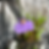 fleur utricularia longifolia