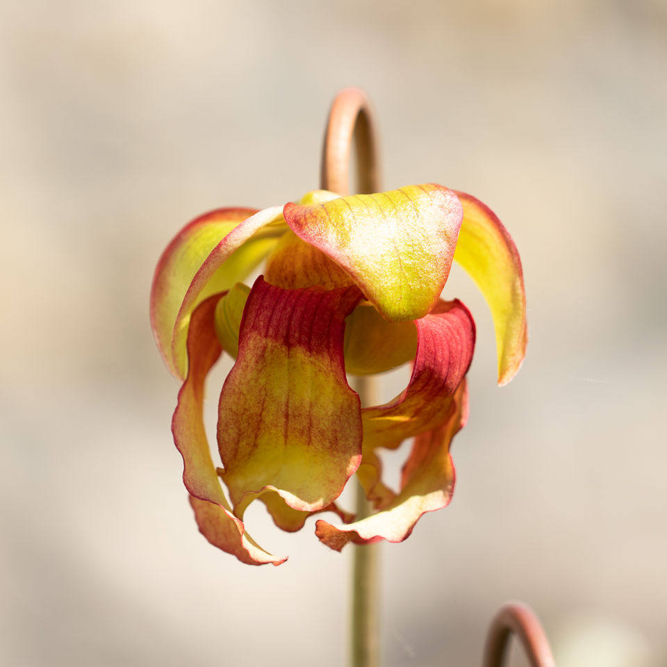 fleur de sarracenia