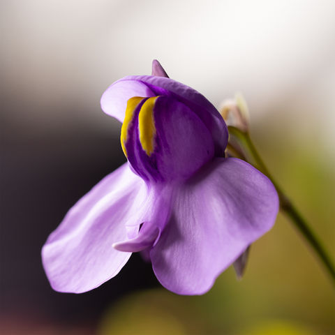utricularia cornigera plante carnivore fleurs feuilles proto carnivore karniland violet rare carnivorous plant flower reniformis big sister vente en ligne