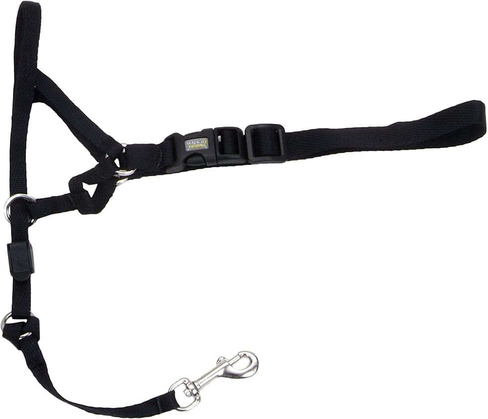 HEAD HALTER COASTAL BOZAL COASTAL EDUCATIVO PARA CAMINAR Y ENTRENAR