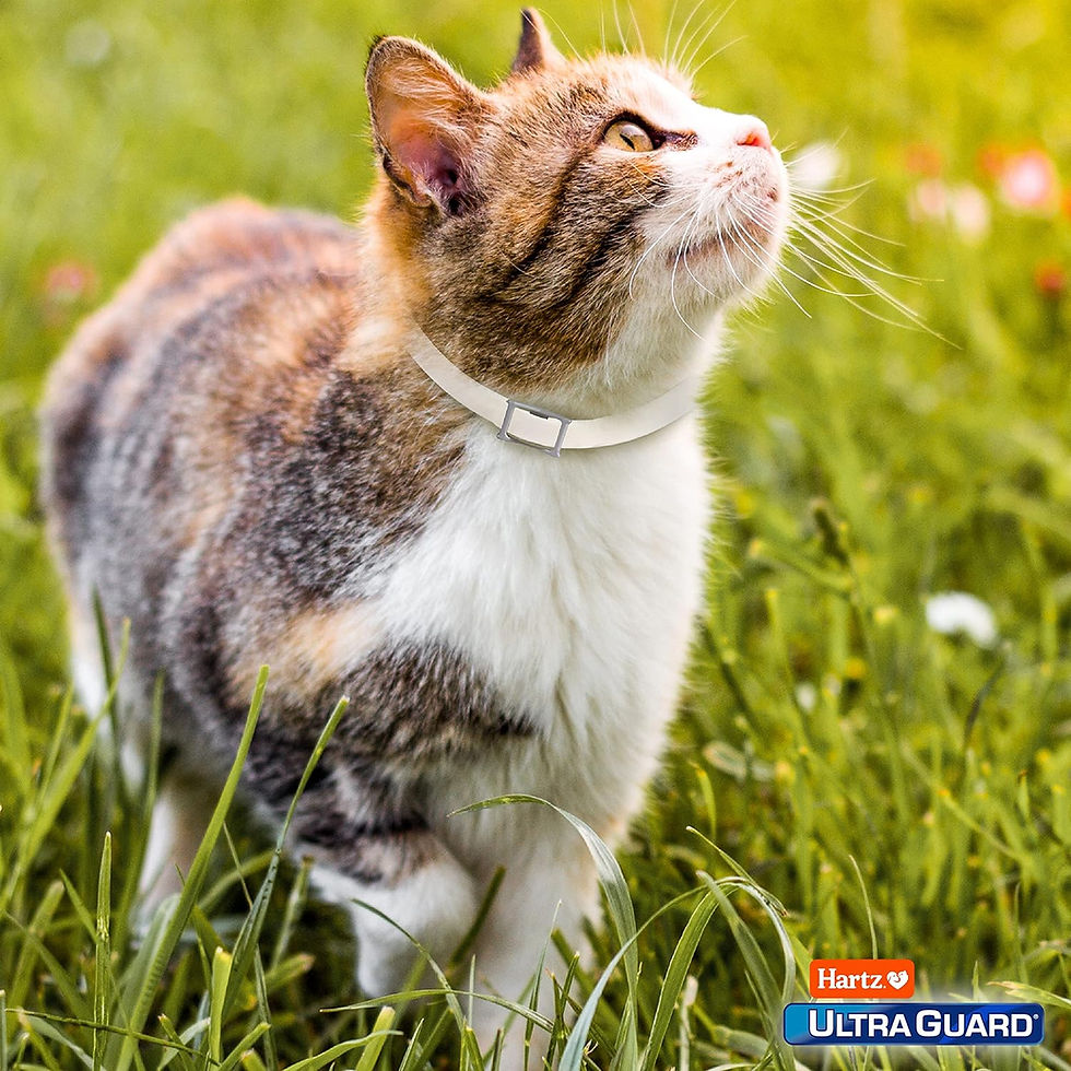 Miniatura: FLEA & TICK COLLAR FOR CATS AND KITTENS