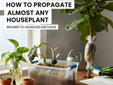 How to Propagate Almost Any Houseplant (Beginner to Advanced Methods)