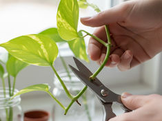 Propagation Secrets: How to Turn One Pothos into a Whole Jungle (for Free!)