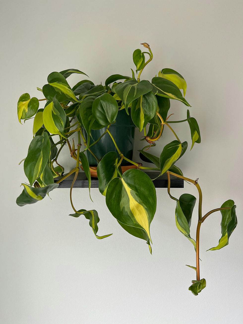 Potted Philodendron plant with yellow and green leaves against white wall