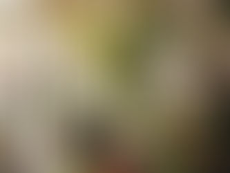 The "Year of the Ficus": Why Your Grandma's Favorite Plant is Making a Huge Comeback