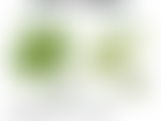 Monstera Obliqua vs. Adansonii - How to Tell Them Apart