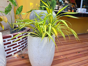 The Variegated Spider Lily: A Tropical Garden Masterpiece