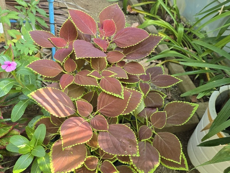 The Living Jewels of Battambang: A Guide to Growing Coleus