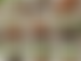 Monstera Repotting Guide: When, How, and What Soil to Use