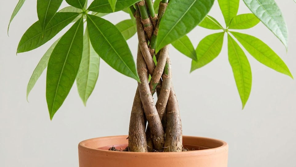 Braided money tree with lush green leaves in a terracotta pot against a plain background. Simple and serene.