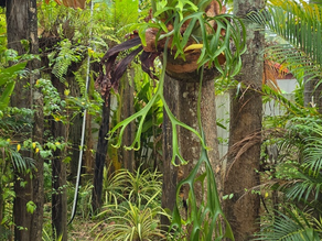 Mastering Staghorn Fern Care and Identification: A Comprehensive Guide