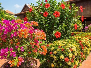 The "Forever" Garden: 3 Flowers That Bloom All Year Round