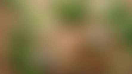 Tea Time: Growing Your Own Herbal Brews ☕🌿