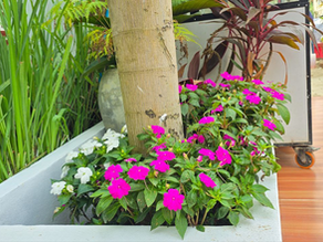 SunPatiens: The Ultimate Guide to Radiant Color in Your Tropical Garden