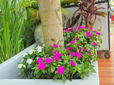 SunPatiens: The Ultimate Guide to Radiant Color in Your Tropical Garden