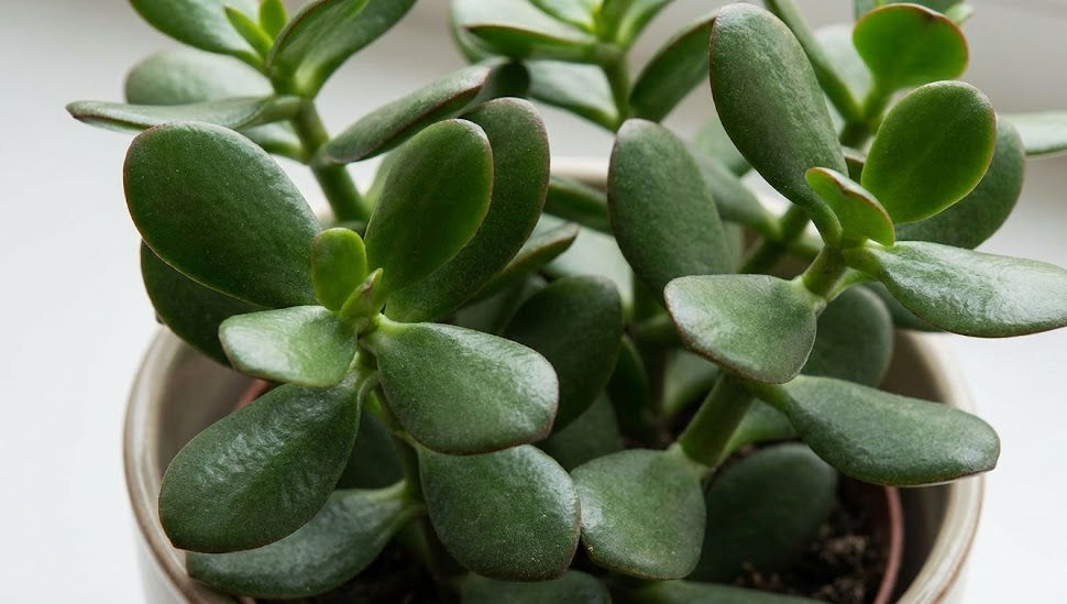 A jade plant with thick, fleshy green leaves in a small pot, set against a soft, light background. The mood is calm and serene.