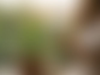 The Healing Pot: Growing Aloe Vera for Sun & Skin 🌵