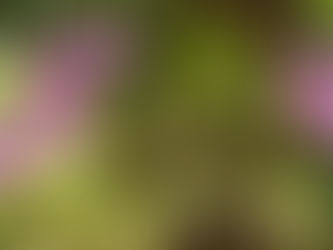 Orchids That Actually Love the Heat (Stop Fearing Them!) 💮