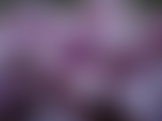 Mastering Tradescantia Zebrina Care Indoors: Zebrina Care Tips for Beginners