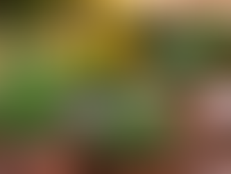 Nature’s Shield: 5 Mosquito-Repelling Plants for Your Patio 