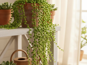 The Cascading Beauty: How to Grow and Care for String of Pearls (Senecio Rowleyanus)