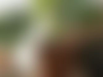 Why Is My Monstera Not Splitting? 7 Reasons + Fixes