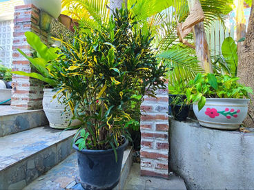 How to Care for Your Croton: A Guide to Bold, Tropical Color