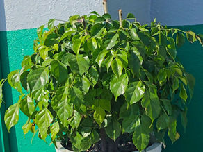 The Elegant Weeping Fig: A Complete Guide to Ficus Benjamina Care