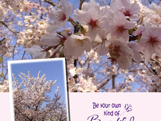 Cherry Blossoms