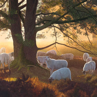 Original oil painting of grazing sheep under an ancient oak tree. The background is the light from a golden sunrise.