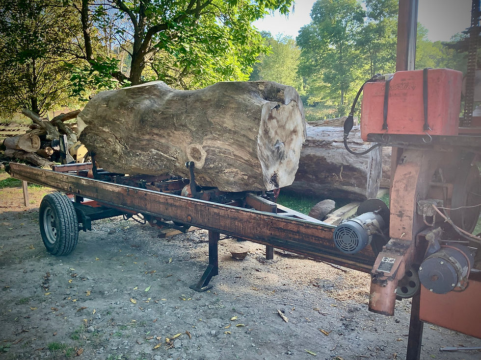 Sycamore log on the sawmill