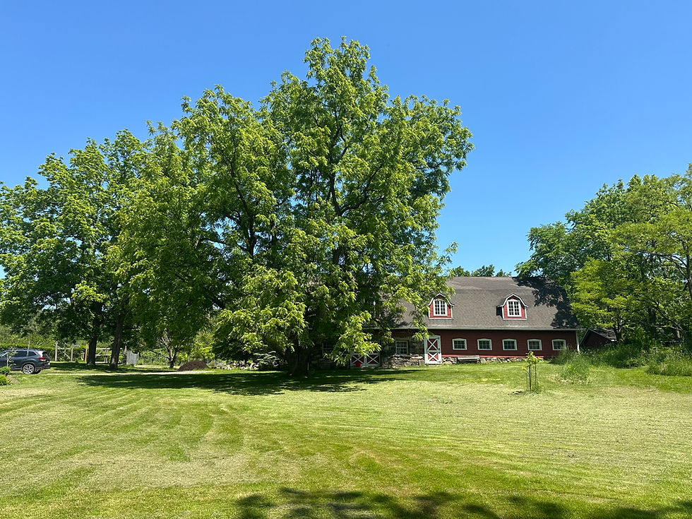 Black Walnut Tree