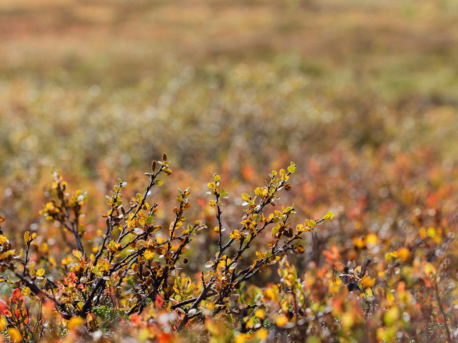 Höstveckor i fjällen