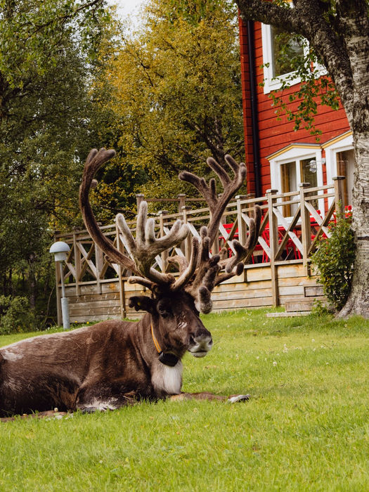 Midsommar på Storsätra Fjällhotell