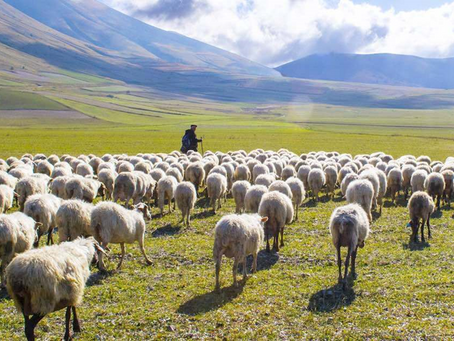 Training The Shepherds To Disciple The Sheep