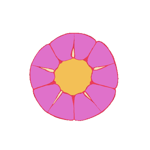 Transparent_Flower.gif