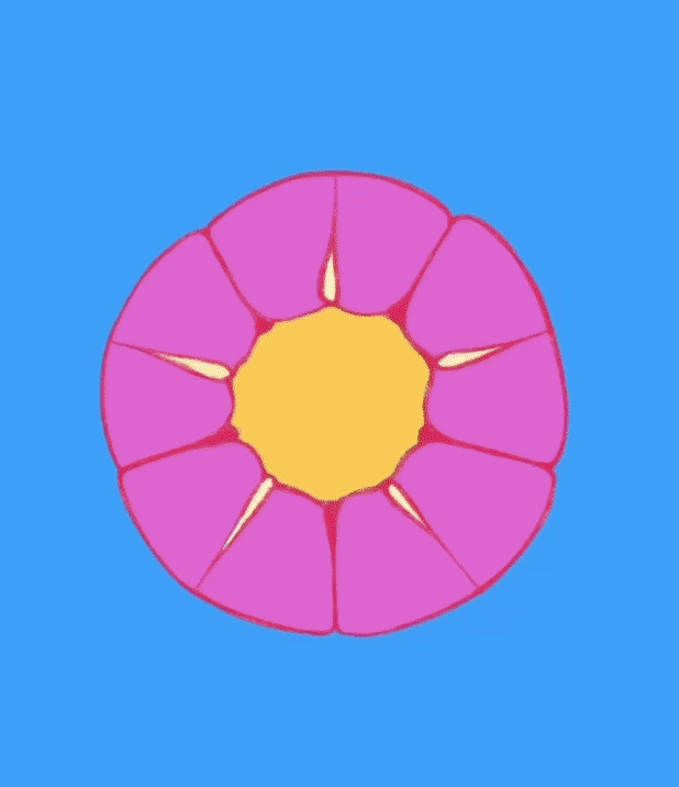 Geometric Flower.gif