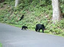 Great Smoky Mountains National Park