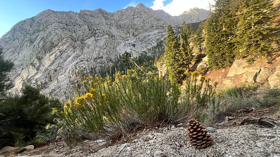 Mountain landscape with pine trees, rocky slope, yellow wildflowers, and a pine cone in the foreground. Clear blue sky above.