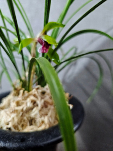 NO 003 日本春蘭 赤べた舌無名 | 高宮園