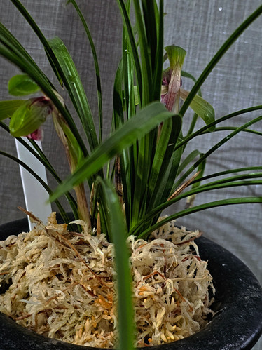 NO 003 日本春蘭 赤べた舌無名 | 高宮園